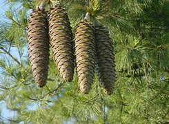 Oryginalny obrazek