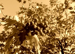 Sepia