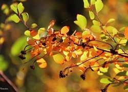 Oryginalny obrazek