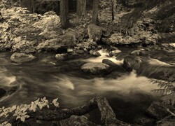Sepia