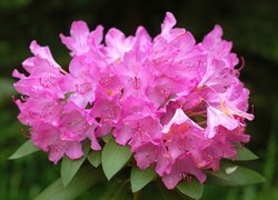 Oryginalny obrazek