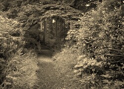 Sepia