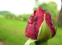 Oryginalny obrazek