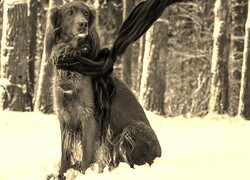Szary + Sepia