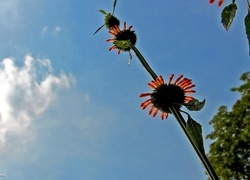Oryginalny obrazek