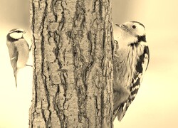 Szary + Sepia