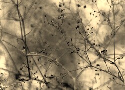 Szary + Sepia