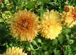 Oryginalny obrazek
