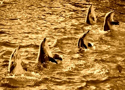 Sepia
