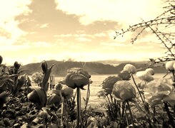 Szary + Sepia