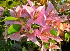 Oryginalny obrazek