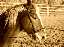 Sepia