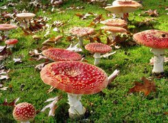 Oryginalny obrazek