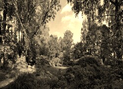 Szary + Sepia
