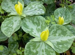 Oryginalny obrazek