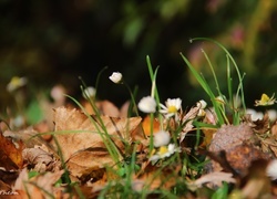 Oryginalny obrazek