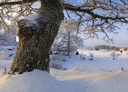 Oryginalny obrazek