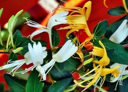 Oryginalny obrazek