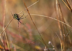 Oryginalny obrazek