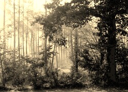 Sepia