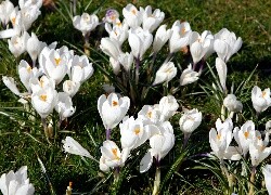 Oryginalny obrazek