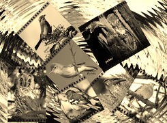 Szary + Sepia
