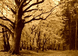 Sepia