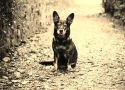 Sepia
