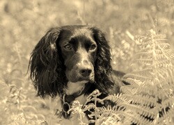 Szary + Sepia
