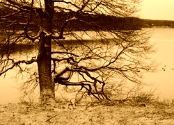 Sepia