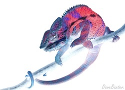 Negatyw
