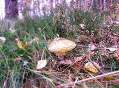 Oryginalny obrazek