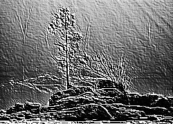 Skamielina