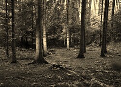 Szary + Sepia