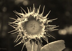 Szary + Sepia