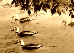 Sepia + Negatyw