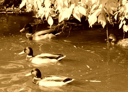 Sepia