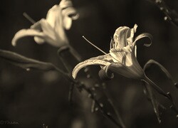 Szary + Sepia