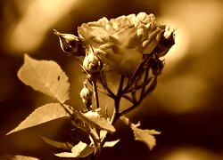 Sepia