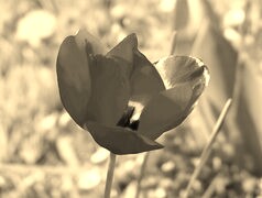 Szary + Sepia