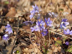 Oryginalny obrazek