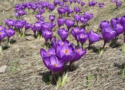 Oryginalny obrazek