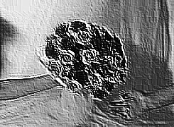 Skamielina