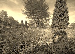 Sepia
