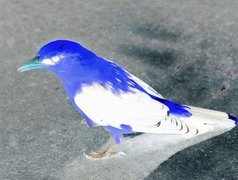 Negatyw