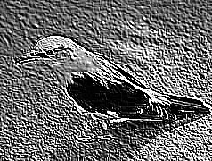 Skamielina