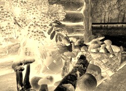 Sepia + Negatyw