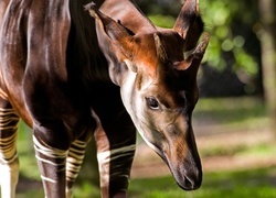 Oryginalny obrazek