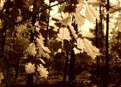 Sepia