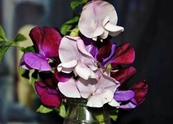 Oryginalny obrazek